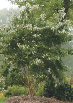 Temple Of Bloom Seven-son Flower (Heptacodium Miconioides) - 5 Gallon Pot 14 Temple Of Bloom Seven-son Flower (Heptacodium Miconioides) - 5 Gallon Pot -Exquisite Plants Heptacodium Temple Of Bloom 3