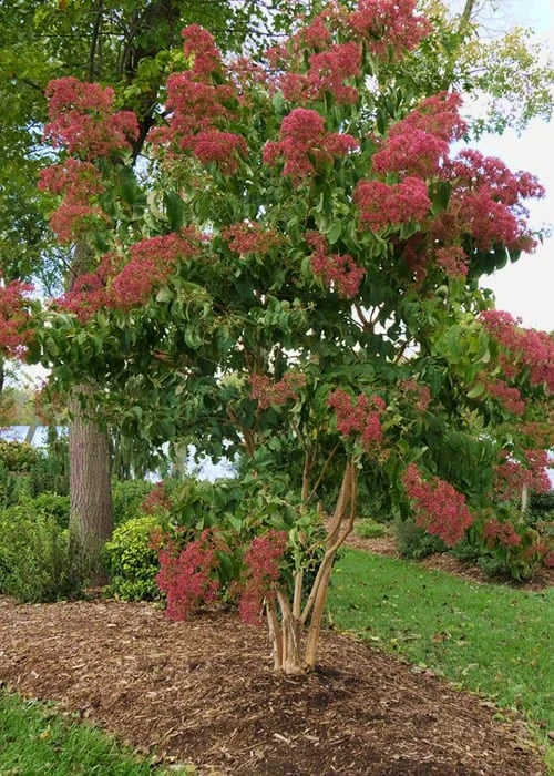 Temple Of Bloom Seven-son Flower (Heptacodium Miconioides) - 5 Gallon Pot 6 Temple Of Bloom Seven-son Flower (Heptacodium Miconioides) - 5 Gallon Pot - Image 4
