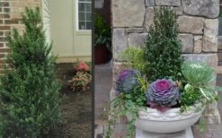 Pyramidal Compacta Japanese Holly - 3 Gallon Pot 11 Pyramidal Compacta Japanese Holly - 3 Gallon Pot -Exquisite Plants Holly Compacta Pyramidal 2