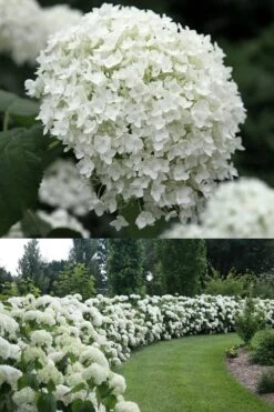 Annabelle Hydrangea - 3 Gallon Pot -Exquisite Plants Hydrangea Annabelle 1 500x750 1