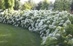 Annabelle Hydrangea - 3 Gallon Pot -Exquisite Plants Hydrangea Annabelle Hedge 1
