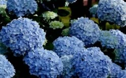 Big Daddy Hydrangea - 2 Gallon Pot -Exquisite Plants Hydrangea Big Daddy