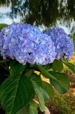 Big Daddy Hydrangea - 2 Gallon Pot -Exquisite Plants Hydrangea Big Daddy 500x750 1