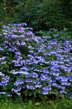 Blue Wave Lacecap Hydrangea - 3 Gallon Pot -Exquisite Plants Hydrangea Blue Wave 1