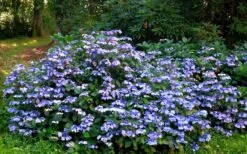 Blue Wave Lacecap Hydrangea - 3 Gallon Pot -Exquisite Plants Hydrangea Blue Wave 2