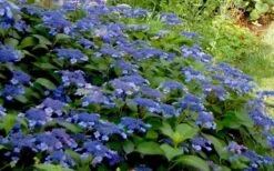 Bluebird Hydrangea - 1 Gallon Pot 9 Bluebird Hydrangea - 1 Gallon Pot -Exquisite Plants Hydrangea Bluebird 3