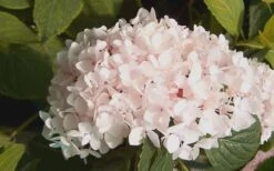 Blushing Bride Endless Summer Hydrangea - 2 Gallon Pot -Exquisite Plants Hydrangea Blushing Bride 2