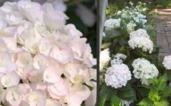 Blushing Bride Endless Summer Hydrangea - 2 Gallon Pot -Exquisite Plants Hydrangea Blushing Bride