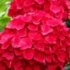 Cardinal Red Hydrangea - 1 Gallon Pot -Exquisite Plants Hydrangea Cardinal Red BS 1