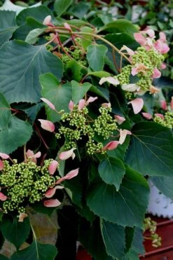 Rose Sensation Pink Climbing Hydrangea Vine - 3 Gallon Pot -Exquisite Plants Hydrangea Climbing Rose Sensation 2