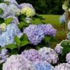 Dear Dolores Hydrangea - 3 Gallon Pot -Exquisite Plants Hydrangea Dear Delores 500x750 1