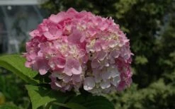 Dear Dolores Hydrangea - 3 Gallon Pot 14 Dear Dolores Hydrangea - 3 Gallon Pot -Exquisite Plants Hydrangea Dear Dolores Pink