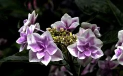 Double Delights Stargazer Hydrangea - 3 Gallon Pot 13 Double Delights Stargazer Hydrangea - 3 Gallon Pot -Exquisite Plants Hydrangea Double Delights Stargazer 5