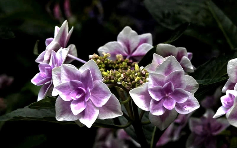Double Delights Stargazer Hydrangea - 3 Gallon Pot 8 Double Delights Stargazer Hydrangea - 3 Gallon Pot - Image 6