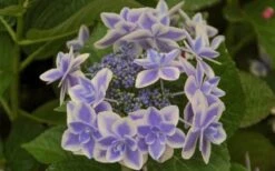 Double Delights Stargazer Hydrangea - 3 Gallon Pot 11 Double Delights Stargazer Hydrangea - 3 Gallon Pot -Exquisite Plants Hydrangea Double Delights Stargazer 6