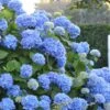 Endless Summer Hydrangea Original - 3 Gallon Pot 2 Endless Summer Hydrangea Original - 3 Gallon Pot -Exquisite Plants Hydrangea Endless Summer 500x750 1