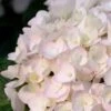 Blushing Bride Endless Summer Hydrangea - 2 Gallon Pot 1 Blushing Bride Endless Summer Hydrangea - 2 Gallon Pot -Exquisite Plants Hydrangea Endless Summer Blushing Bride 500x750 1