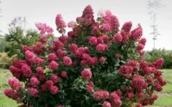 Fire Light Hydrangea - Single Trunk Topiary Tree - 5 Gallon Pot -Exquisite Plants Hydrangea Fire Light 1 1