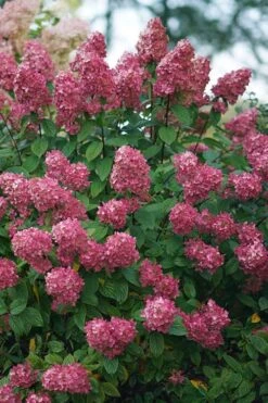 Fire Light Hydrangea - Single Trunk Topiary Tree - 5 Gallon Pot -Exquisite Plants Hydrangea Fire Light 2 1