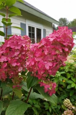 Fire Light Hydrangea - Single Trunk Topiary Tree - 5 Gallon Pot -Exquisite Plants Hydrangea Fire Light 3 1