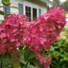 Fire Light Hydrangea - 3 Gallon Pot -Exquisite Plants Hydrangea Fire Light 3
