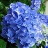 Glory Blue Hydrangea - 3 Gallon Pot -Exquisite Plants Hydrangea Glory Blue 10