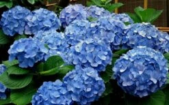 Glory Blue Hydrangea - 3 Gallon Pot 9 Glory Blue Hydrangea - 3 Gallon Pot -Exquisite Plants Hydrangea Glory Blue 11