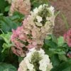 Jetstream Oakleaf Hydrangea - 3 Gallon Pot 1 Jetstream Oakleaf Hydrangea - 3 Gallon Pot -Exquisite Plants Hydrangea Jetstream