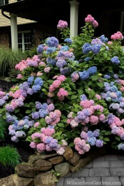 L.A. Dreamin Hydrangea - 3 Gallon Pot 12 L.A. Dreamin Hydrangea - 3 Gallon Pot -Exquisite Plants Hydrangea LA Dreamin 5 1