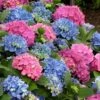 L.A. Dreamin' Hydrangea - 2 Gallon Pot 1 L.A. Dreamin' Hydrangea - 2 Gallon Pot -Exquisite Plants Hydrangea LA Dreamin 500x750 1