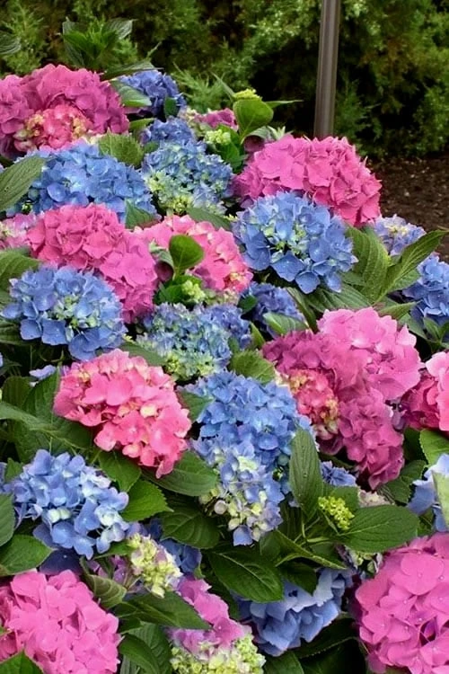 L.A. Dreamin Hydrangea - 3 Gallon Pot 3 L.A. Dreamin Hydrangea - 3 Gallon Pot