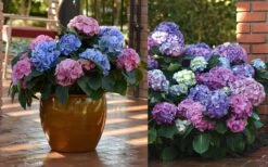 L.A. Dreamin Hydrangea - 3 Gallon Pot 11 L.A. Dreamin Hydrangea - 3 Gallon Pot -Exquisite Plants Hydrangea LA Dreamin Blooms 2 1