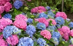 L.A. Dreamin' Hydrangea - 2 Gallon Pot 13 L.A. Dreamin' Hydrangea - 2 Gallon Pot -Exquisite Plants Hydrangea LA Dreamin Blooms