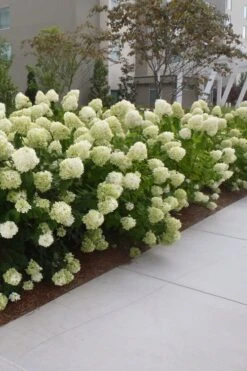 Limelight PeeGee Hydrangea - 1 Gallon Pot 15 Limelight PeeGee Hydrangea - 1 Gallon Pot -Exquisite Plants Hydrangea Limelight 20