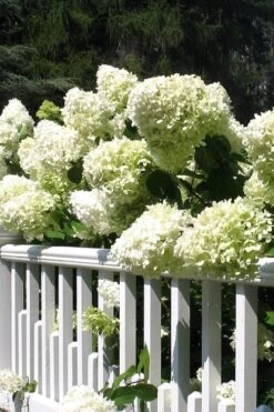 Limelight PeeGee Hydrangea - 1 Gallon Pot 14 Limelight PeeGee Hydrangea - 1 Gallon Pot -Exquisite Plants Hydrangea Limelight 21