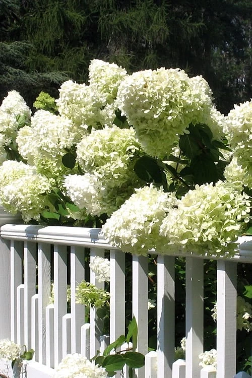 Limelight PeeGee Hydrangea - 1 Gallon Pot 7 Limelight PeeGee Hydrangea - 1 Gallon Pot - Image 5