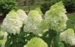 Limelight PeeGee Hydrangea - 1 Gallon Pot 16 Limelight PeeGee Hydrangea - 1 Gallon Pot -Exquisite Plants Hydrangea Limelight Flowers