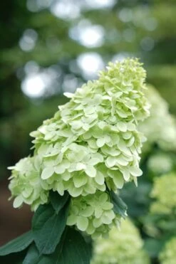 Limelight Prime Hydrangea - 2 Gallon Pot 13 Limelight Prime Hydrangea - 2 Gallon Pot -Exquisite Plants Hydrangea Limelight Prime 1 1