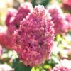 Limelight Prime Hydrangea - 2 Gallon Pot -Exquisite Plants Hydrangea Limelight Prime 3 1