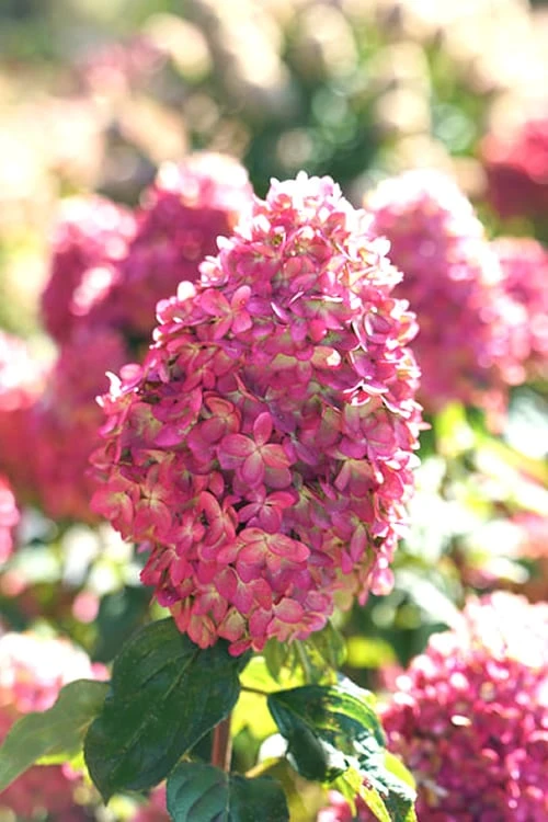 Limelight Prime Hydrangea - 3 Gallon Pot 3 Limelight Prime Hydrangea - 3 Gallon Pot