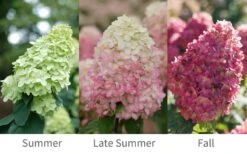 Limelight Prime Hydrangea - 2 Gallon Pot 11 Limelight Prime Hydrangea - 2 Gallon Pot -Exquisite Plants Hydrangea Limelight Prime 6 1