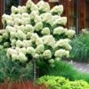 Limelight PeeGee Hydrangea - Single Trunk Topiary Tree - 5 Gallon Pot 1 Limelight PeeGee Hydrangea - Single Trunk Topiary Tree - 5 Gallon Pot -Exquisite Plants Hydrangea Limelight Standard Tree Form 2