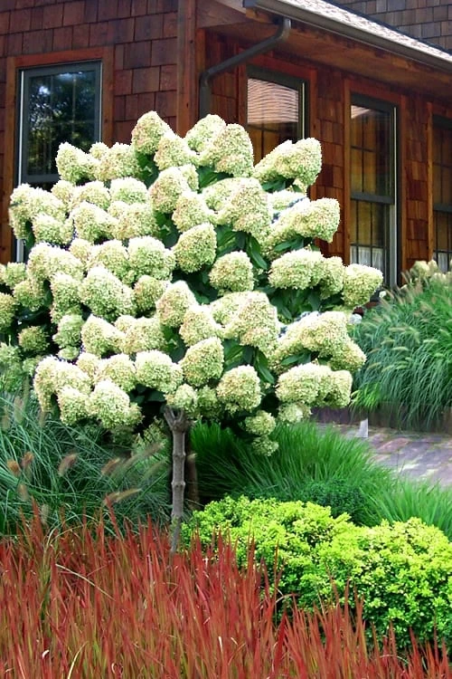 Limelight PeeGee Hydrangea - Single Trunk Topiary Tree - 5 Gallon Pot 3 Limelight PeeGee Hydrangea - Single Trunk Topiary Tree - 5 Gallon Pot