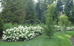 Limelight PeeGee Hydrangea - 1 Gallon Pot 13 Limelight PeeGee Hydrangea - 1 Gallon Pot -Exquisite Plants Hydrangea Limelight hedge natural