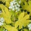Little Honey Oakleaf Hydrangea - 1 Gallon Pot -Exquisite Plants Hydrangea Little Honey 1