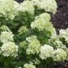 Little Lime Hydrangea - 3 Gallon Pot 2 Little Lime Hydrangea - 3 Gallon Pot -Exquisite Plants Hydrangea Little Lime 500x750 1