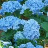 Mini Penny Hydrangea - 1 Gallon Pot -Exquisite Plants Hydrangea Mini Penny 1