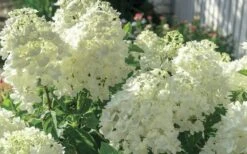 Moon Dance Hydrangea - 2 Gallon Pot 10 Moon Dance Hydrangea - 2 Gallon Pot -Exquisite Plants Hydrangea Mood Dance 4