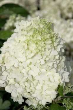 Moon Dance Hydrangea - 2 Gallon Pot 11 Moon Dance Hydrangea - 2 Gallon Pot -Exquisite Plants Hydrangea Moon Dance 2