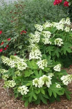 Munchkin Dwarf Oakleaf Hydrangea - 1 Gallon Pot -Exquisite Plants Hydrangea Munchkin 11